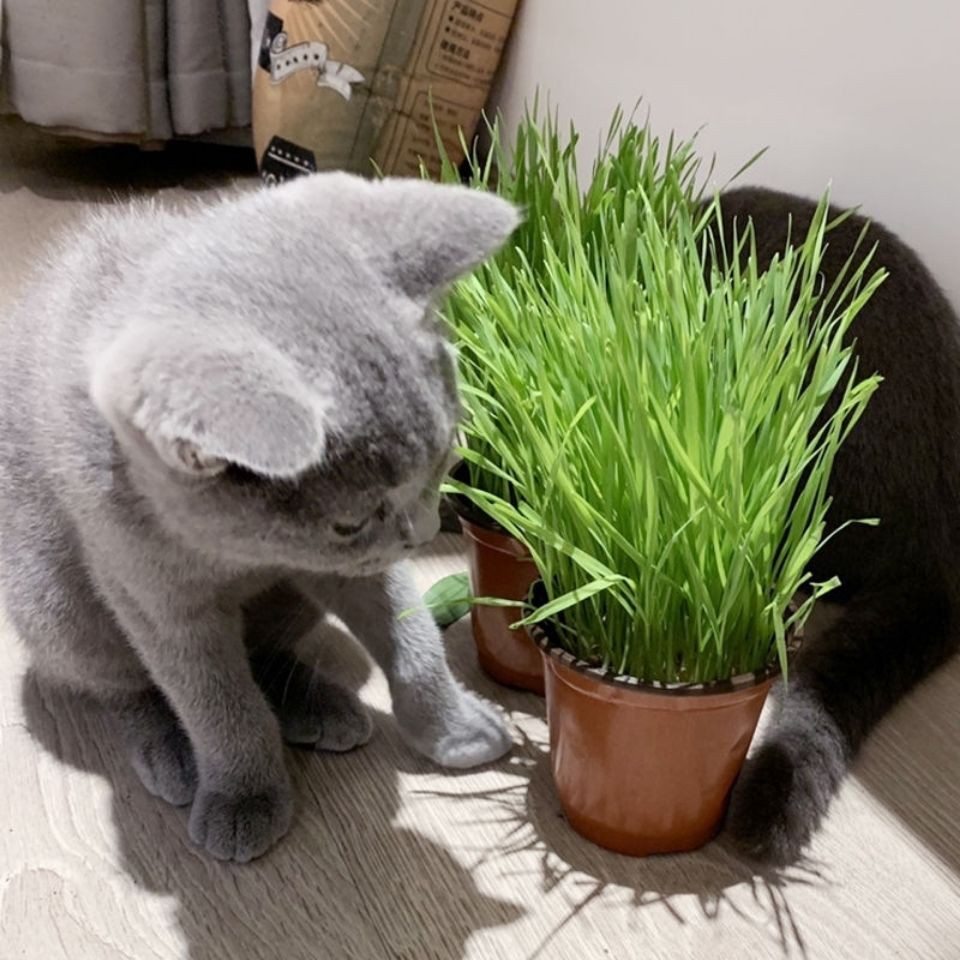 【Sẵn sàng giao hàng】 thức ăn cho mèo đồ ăn cho mèoĐã trồng xong cỏ mèo và mọc mầm làm sạch răng tự nhiên s