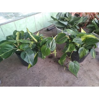 trầu bà Brazil
