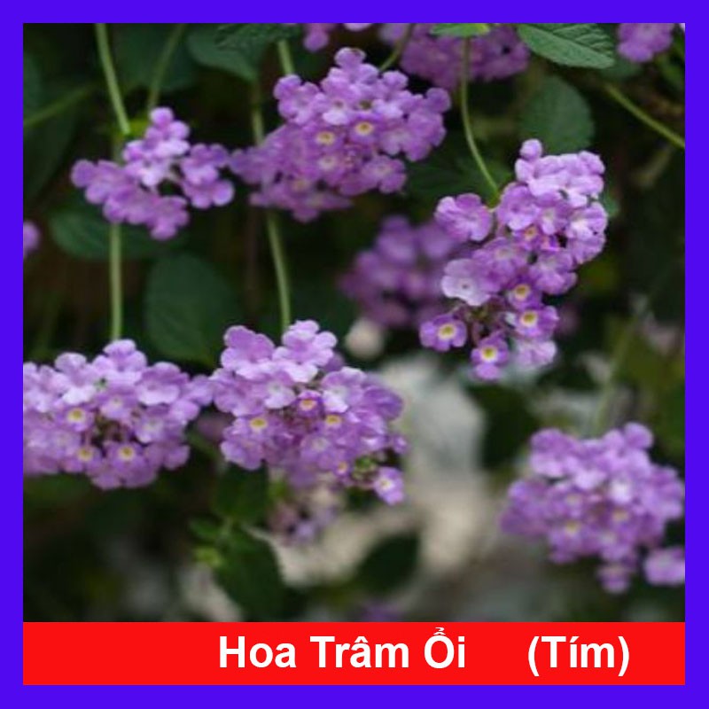 Cây Hoa Trâm Ổi Tím - Cây cảnh sân vườn + Tặng phân bón cho cây mau lớn