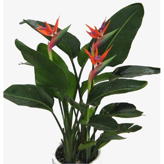 Bầu cây giống hoa thiên điểu -cam kết chuẩn giống