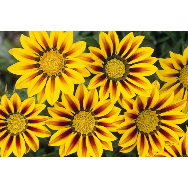20 Hạt Giống Hoa cúc Gazania (cúc châu Mỹ)