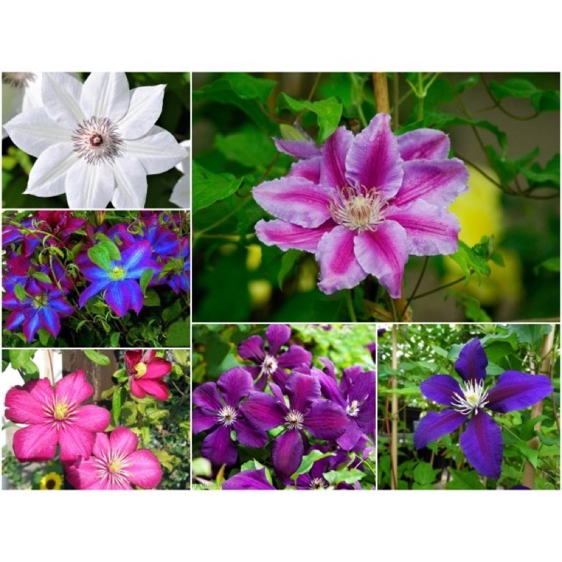 Cây hoa leo ông lão