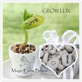 Hạt giống Đậu thần kỳ, Magic bean, đậu khắc chữ và hình giá 1K siêu rẻ chất lượng tốt