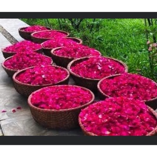 Xịt dưỡng tóc Karose bud
