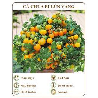 Hạt giống Cà chua bi lùn vàng - THE XANH