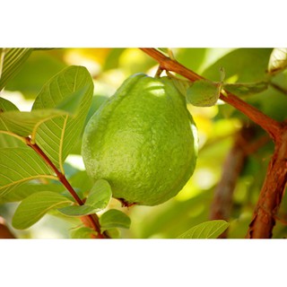Hạt giống ỔI CHÂU ÂU F1