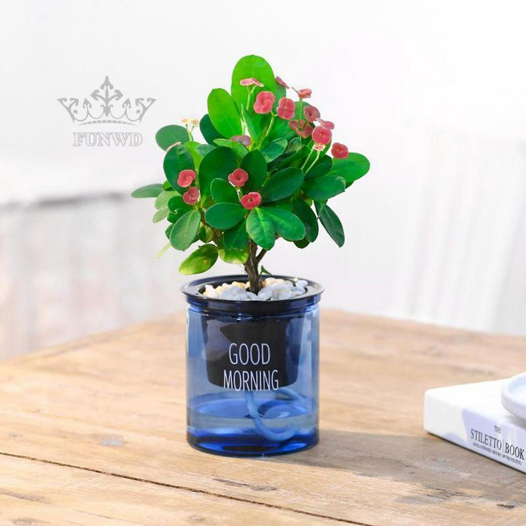 2 Chậu Trong Suốt Tự Tưới Nước Cho Cây Trong Nhà