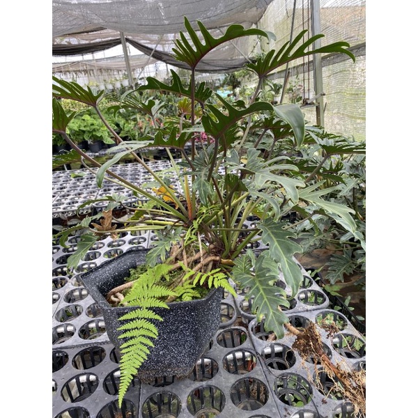 Chậu cứng Trầu bà chân vịt