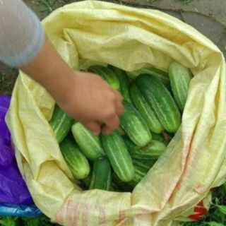 Dưa chuột thái lan dòn