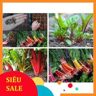 8gram hạt giống cải bảy sắc cầu vồng tết khuyến mại