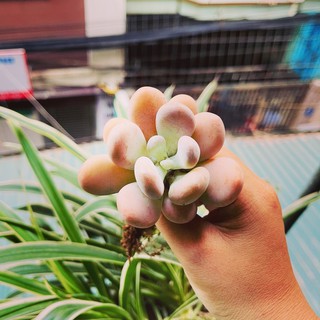 SEN ĐÁ SỎI CAM DÁNG THỤ (loại 1 nhánh)