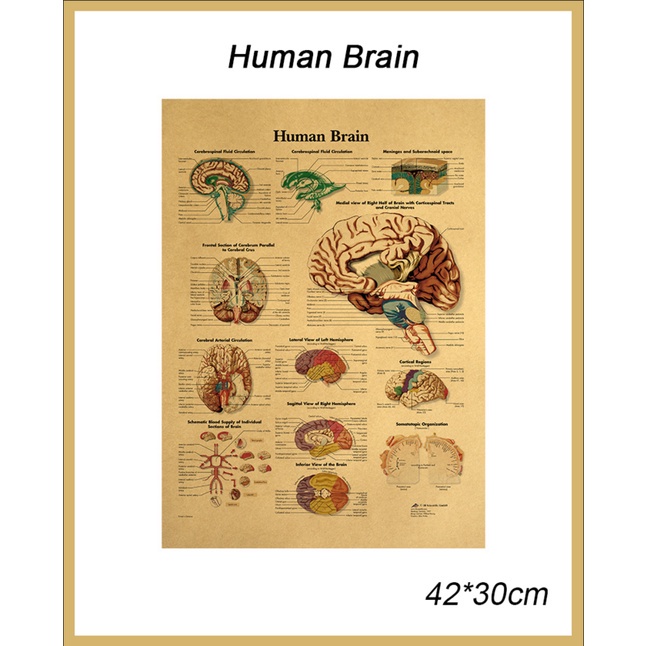 Nhãn dán tường họa tiết vẽ Human Brain nghệ thuật cơ thể người với hệ thống cấu trúc não cổ điển