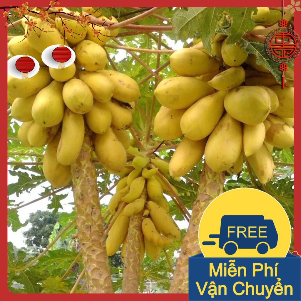Combo 2 Gói Hạt Giống Đu Đủ Da Vàng