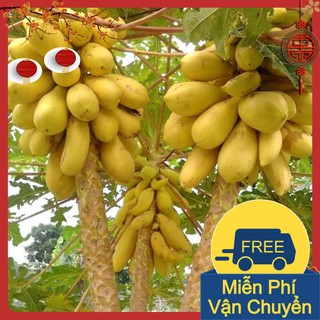 Combo 2 Gói Hạt Giống Đu Đủ Da Vàng