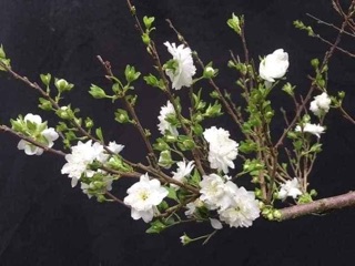 Combo 2 Cây nhất chi mai giống