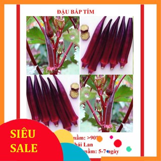 Hạt giống đậu bắp tim 40 hạt tết khuyến mại