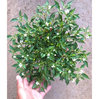 Chậu cây ớt Xiêm