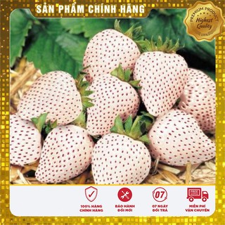 HẠT GIỐNG DÂU TÂY TRẮNG -NK NGA