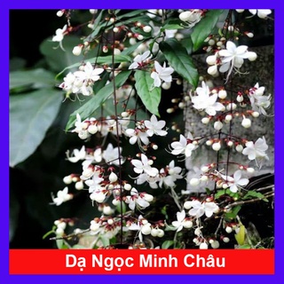 Cây Dạ Ngọc Minh Châu - Hoa đẹp hương thơm dịu nhẹ mang lại may mắn - caykiengsadec
