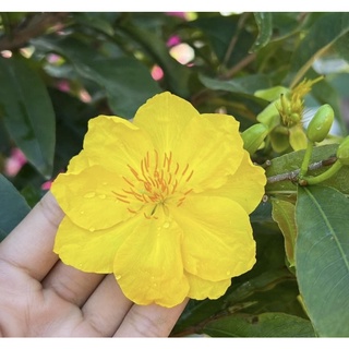 Hoa mai Siêu Bông Sài Gòn loại mini_cây ghép chuẩn