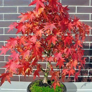 Hạt giống phong lá đỏ Nhật Bản - Cây Bonsai