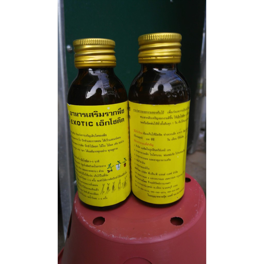 EXOTIC SIÊU KÍCH RỄ TỪ THÁI LAN