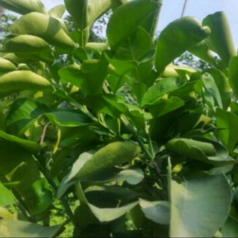 Lá bưởi tươi