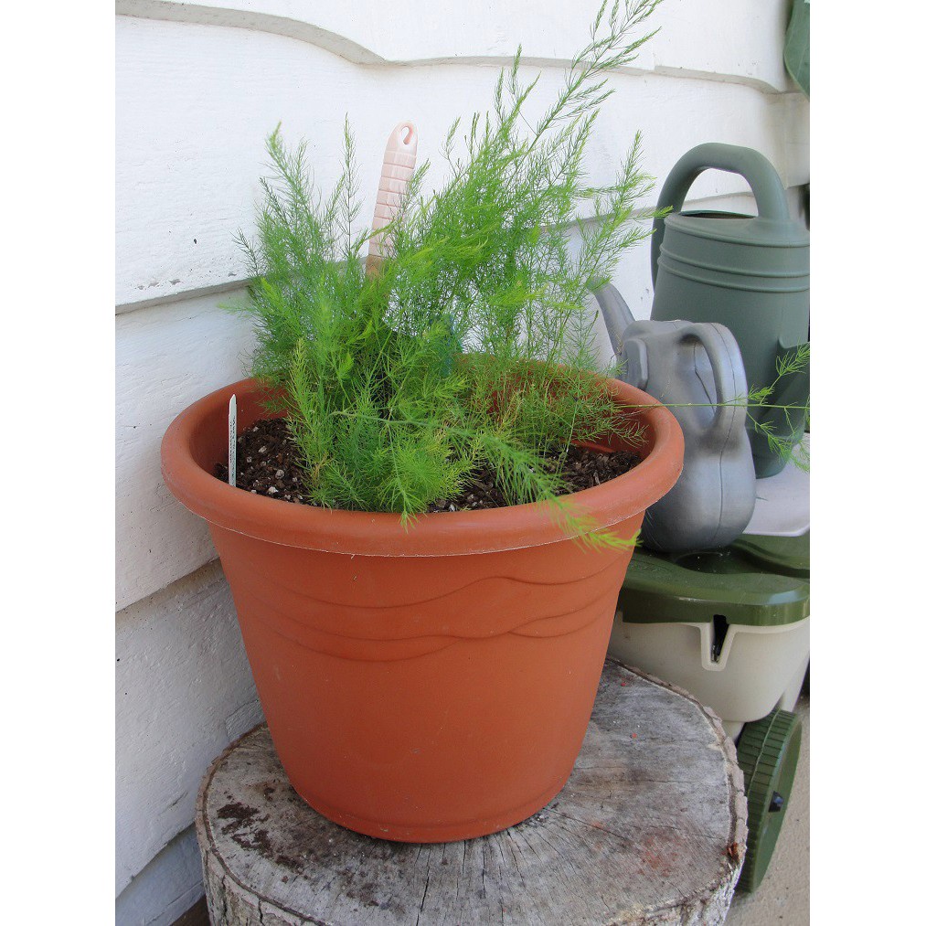 3 loại măng tây ( xanh trắng tím ) - Kèm gói kích hạt nảy mầm