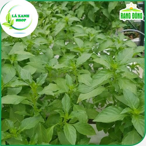 Hạt giống Rau Thơm Sả (É Trắng) Sinh Trưởng Mạnh, Trồng Quanh Năm (gói 5 gram) - Hạt Giống Rạng Đông