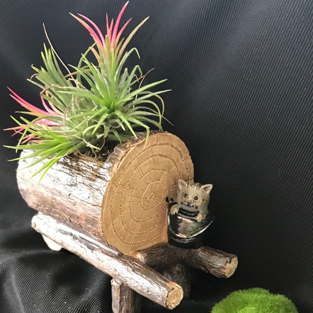 Chậu gốm giả gỗ