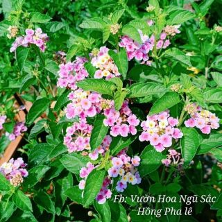 Cây hoa ngũ sắc màu hồng phale thái