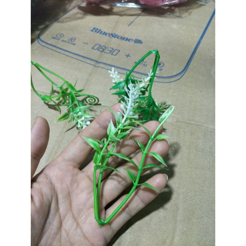 1kg cỏ hỏi đã nhặt sạch cọng dư_ cỏ điểm trang trí