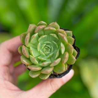 Sen đá rubi lá ngắn 5-7cm - Vườn sen đá