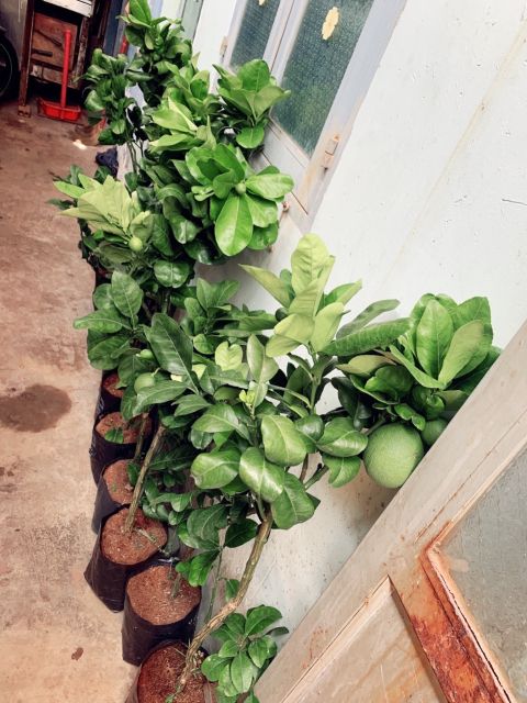 Bưởi da xanh  siêu sớm