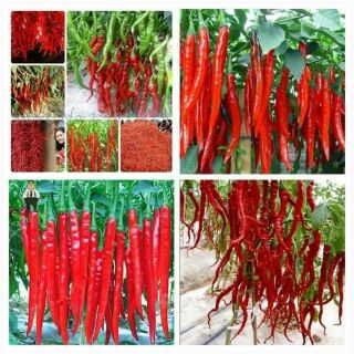 Ớt tóc dài 100 hạt