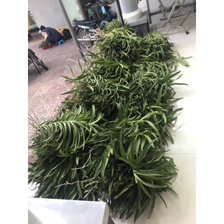 Lan Mokara Nhiều Màu Siêng Hoa