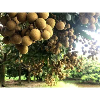 cây giống nhãn sớm