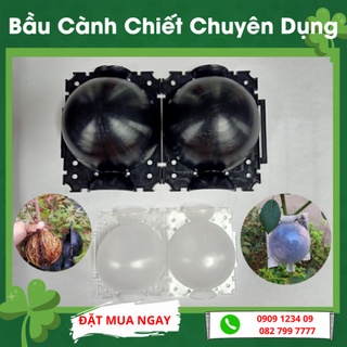 Bầu Chiết Cành Chuyên Dụng (Vườn Sài Gòn)
