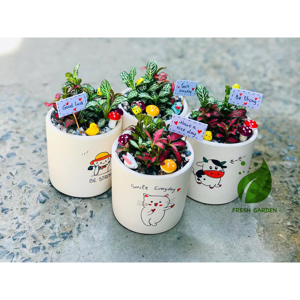 Cây cẩm nhung Fittonia, lá may mắn nhiều màu đẹp