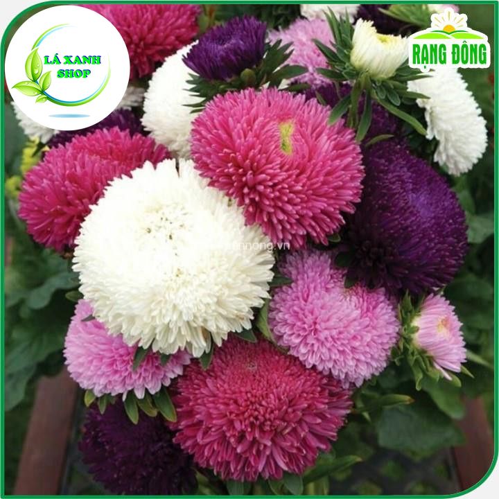 Hạt giống Hoa Cúc Công Chúa Nhiều Màu, Dùng Cắt Cành (gói 0,1 gram) - Hạt giống Rạng Đông
