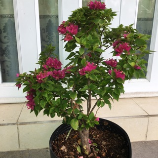 Cây hoa giấy Mỹ siêu hoa