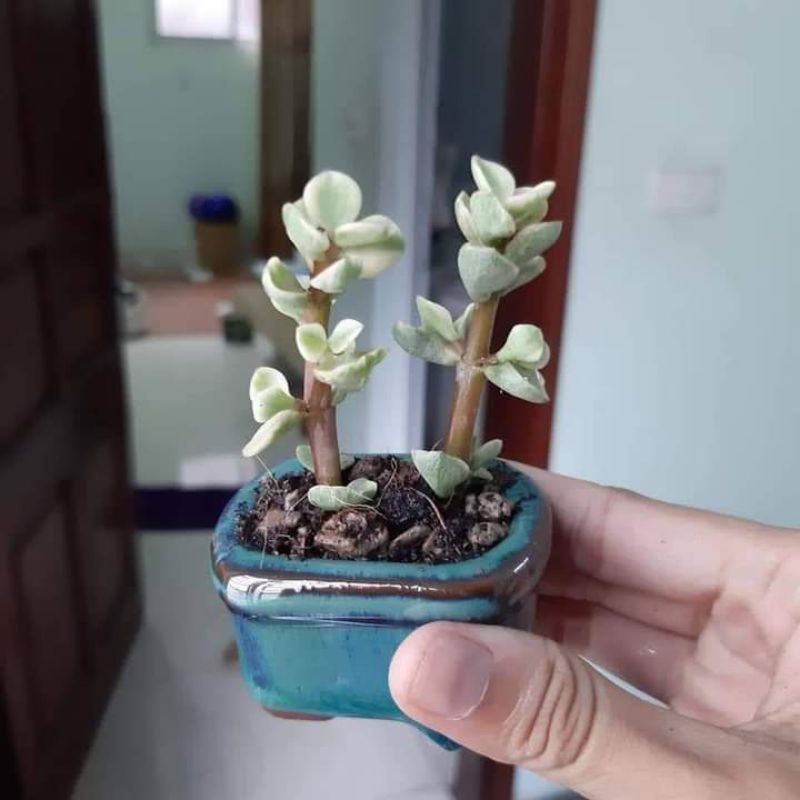 Combo 5 chậu hoả biến mini.