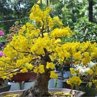Combo 1 lạng hạt giống hoa mai vàng