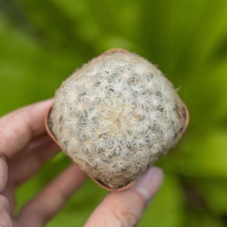 Xương rồng bông gòn 4-5cm