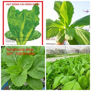 Hạt giống cải canh Hồng Kong