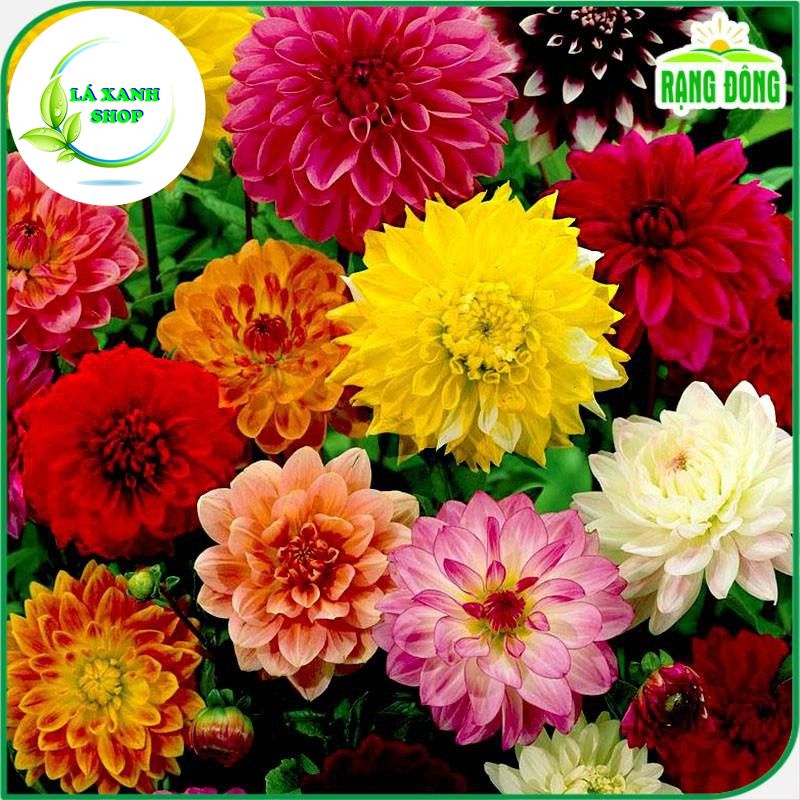 Hạt Giống Hoa Thược Dược Nhiều Màu Dễ Chăm Sóc, Trồng Quanh Năm (gói 0,1 gram) - Hạt giống Rạng Đông