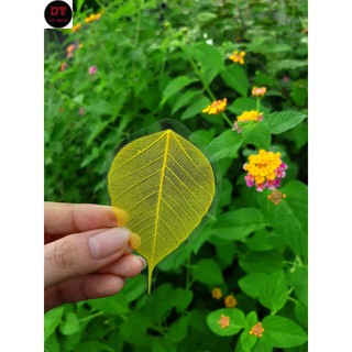 Lá bồ đề may mắn bỏ ốp điện thoại màu vàng