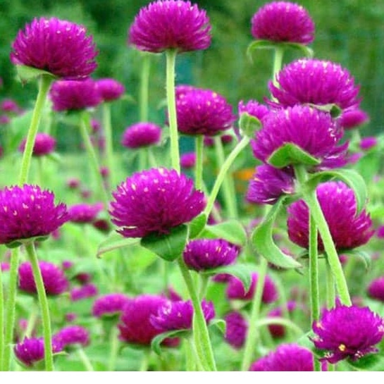 100H - #Hạt_Giống_Cúc_Bách Nhật_Mix ( tặng kèm kích mầm và phân bón )