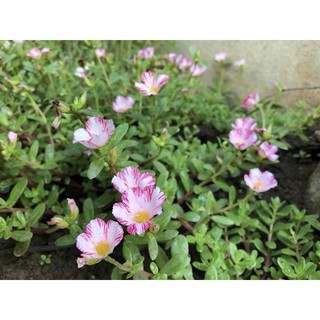 Hoa mười giờ cánh kép (1 cành)