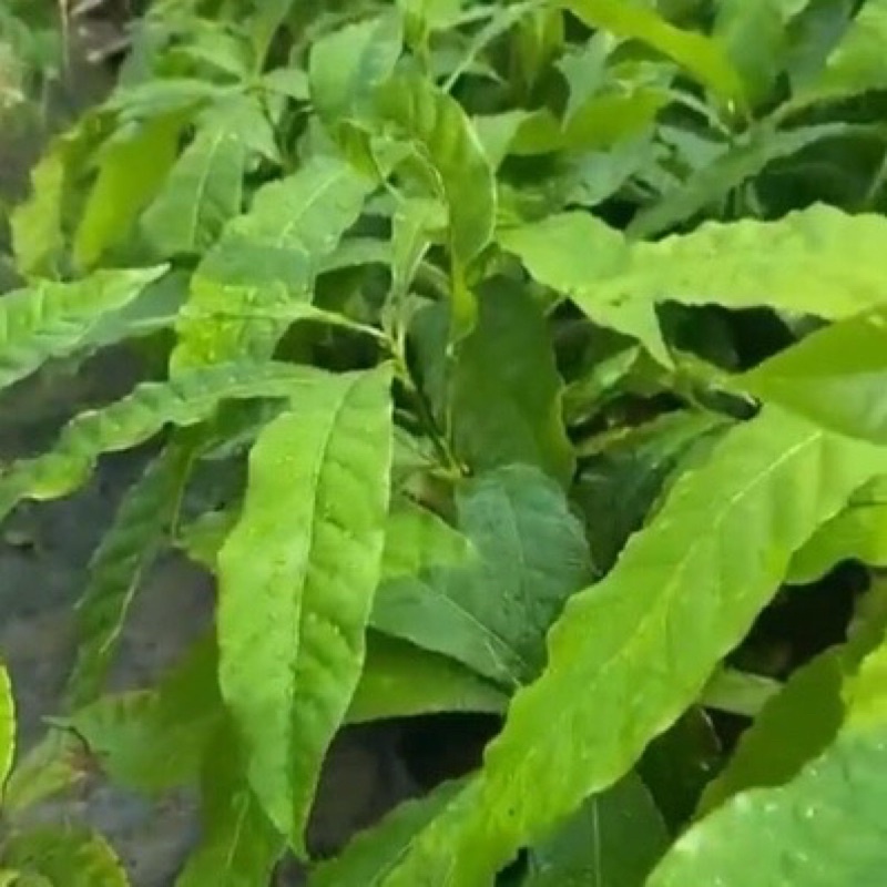 Cây giống vú sữa hoàng kim cho trái vỏ màu vàng tươi khi chín vị ngọt ăn rất ngon
